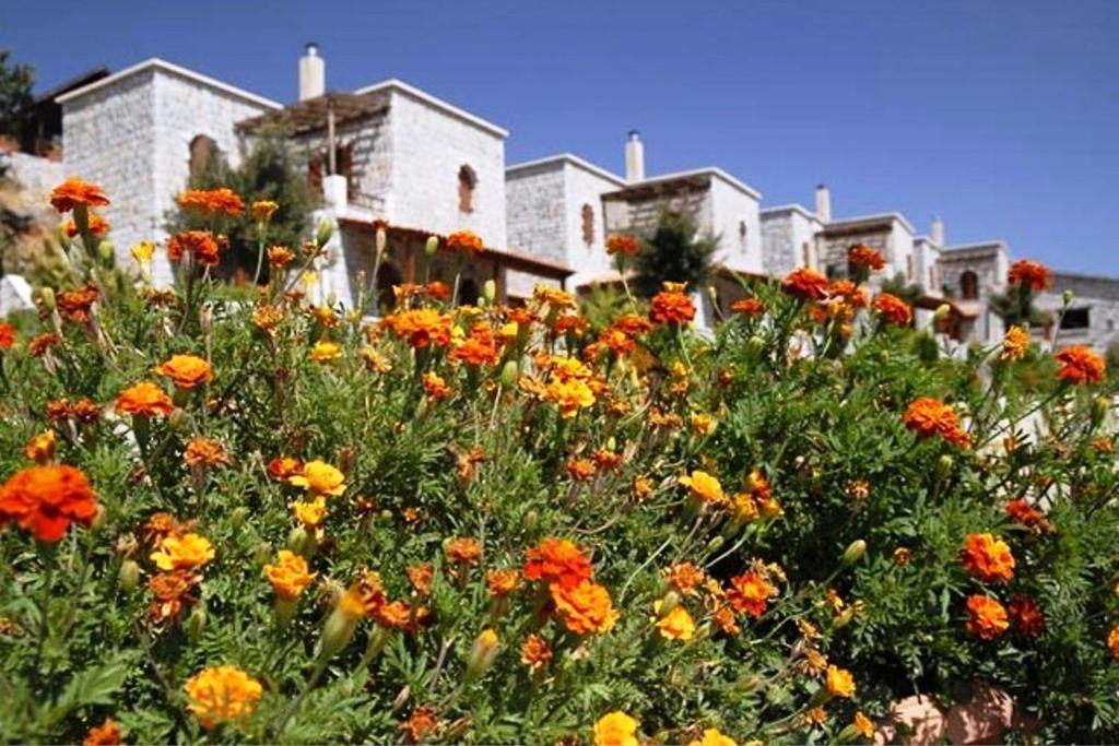 Lefkoritis Resort Askifou Sfakia Petrés Extérieur photo